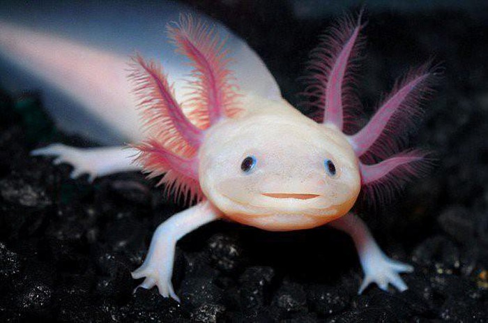 what-species-of-salamander-can-restore-both-heart-and-brain-picture-1-Cd1Silj3k.jpg