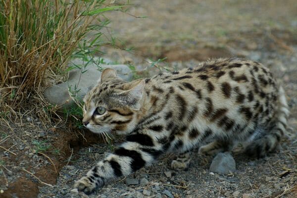 top-10-rare-cat-species-in-the-world-picture-5-egU1NyYkI.jpg