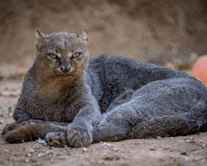 top-10-rare-cat-species-in-the-world-picture-7-AVqtv6bER.png
