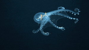 10-strange-creatures-found-in-the-deep-sea-in-2021-picture-2-5HdxaQTmJ (1).gif