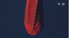 10-strange-creatures-found-in-the-deep-sea-in-2021-picture-3-752osenTy (1).gif