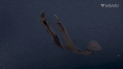 10-strange-creatures-found-in-the-deep-sea-in-2021-picture-8-YmF1qPa7U (1).gif
